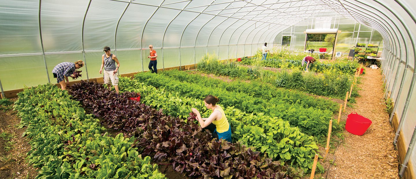 People working in a greenhouse with plants covering the ground.