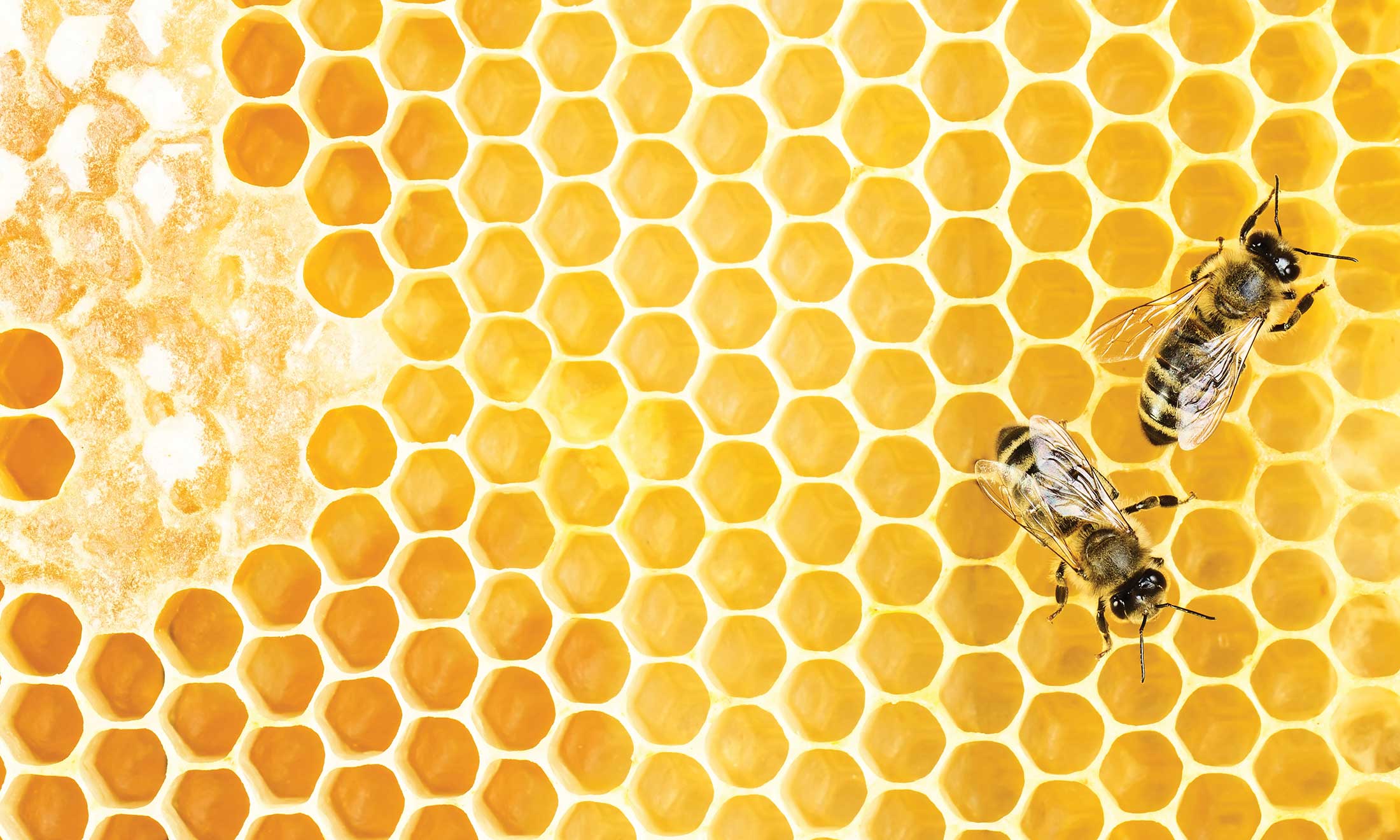 honeybee crawling on a yellow honeycomb