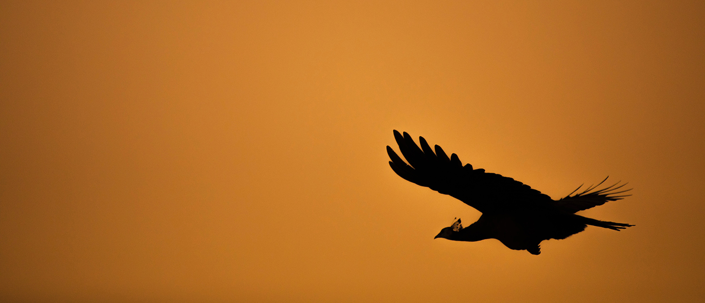 Large bird flying in a golden sky.