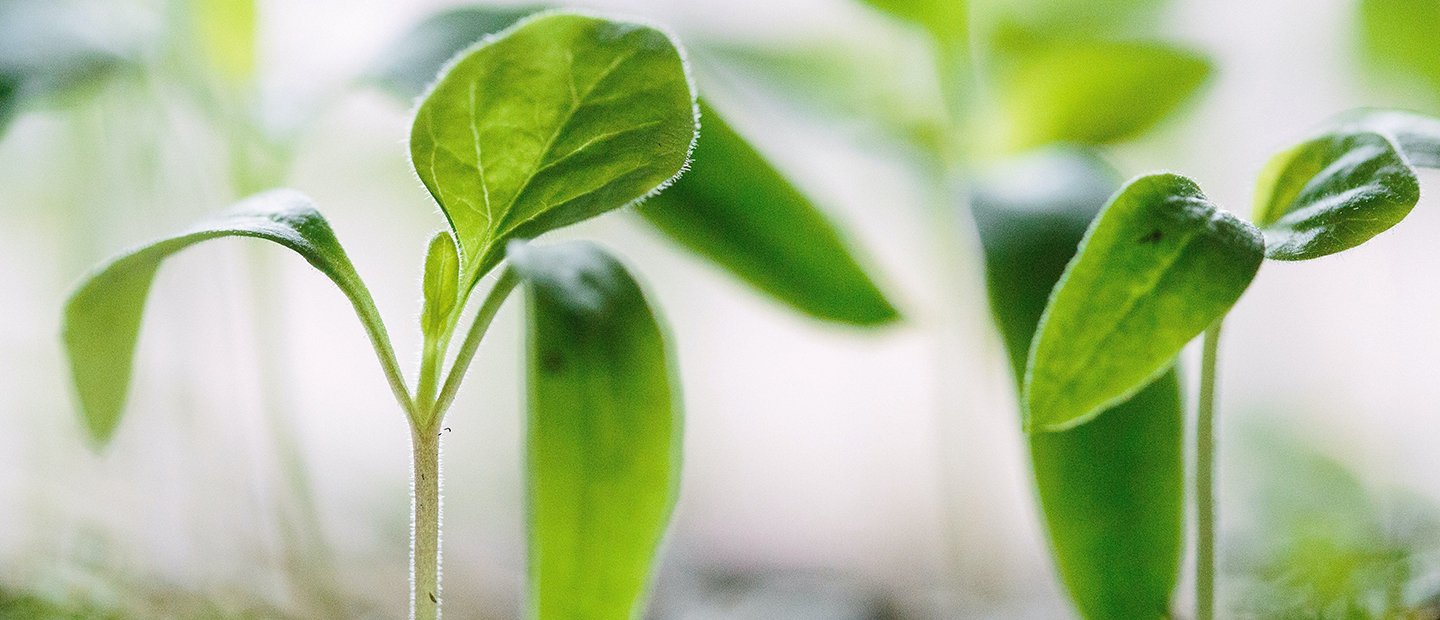 small green plant growing