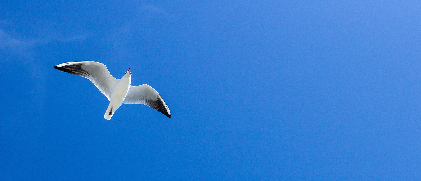 One seagull flying in a blue sky
