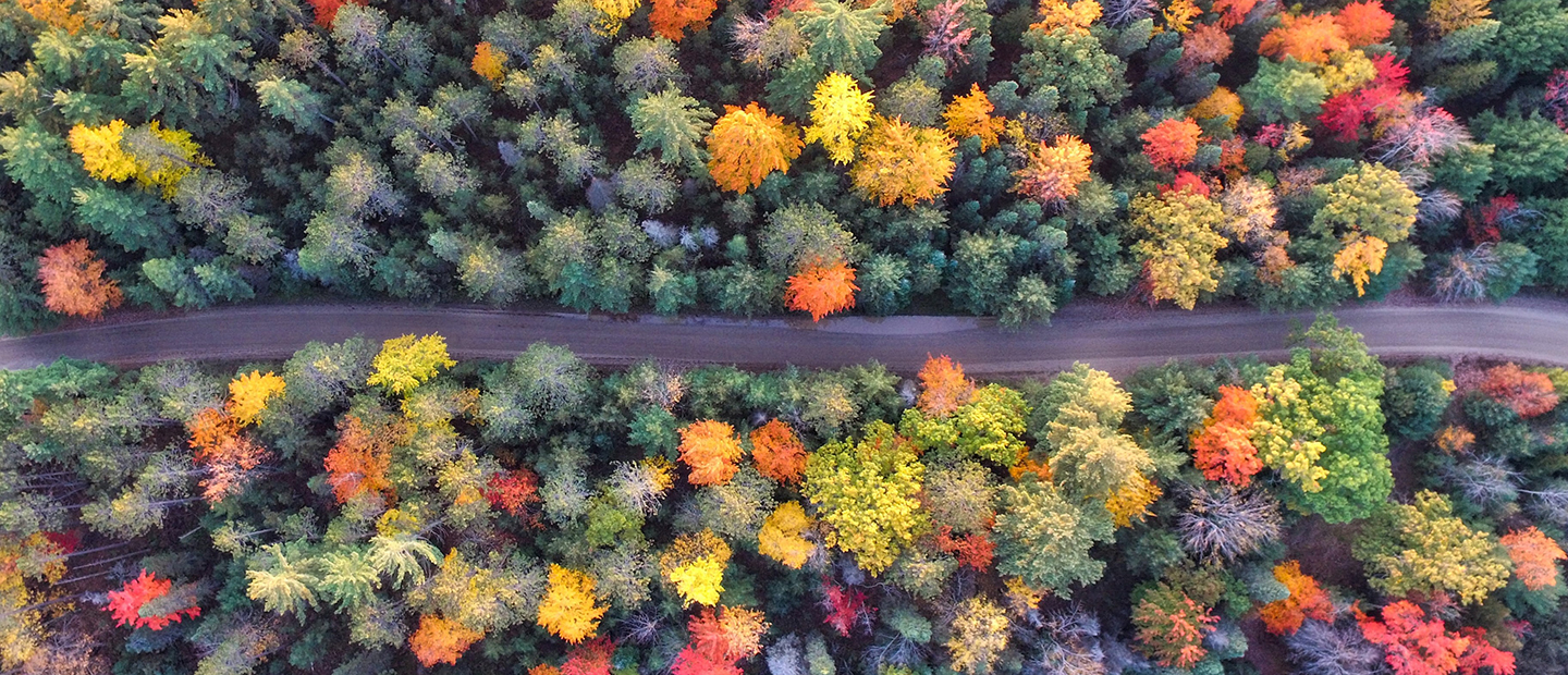 Teaching-For-Sustainability An aerial view of a dirt road surrounded by colorful trees