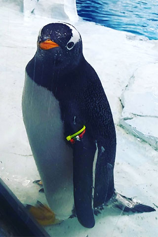 Amanda Lechnar penguin