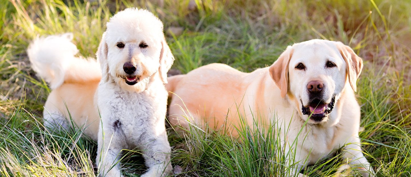 A poodle and a yellow Labrador retriever laying outside in the grass.