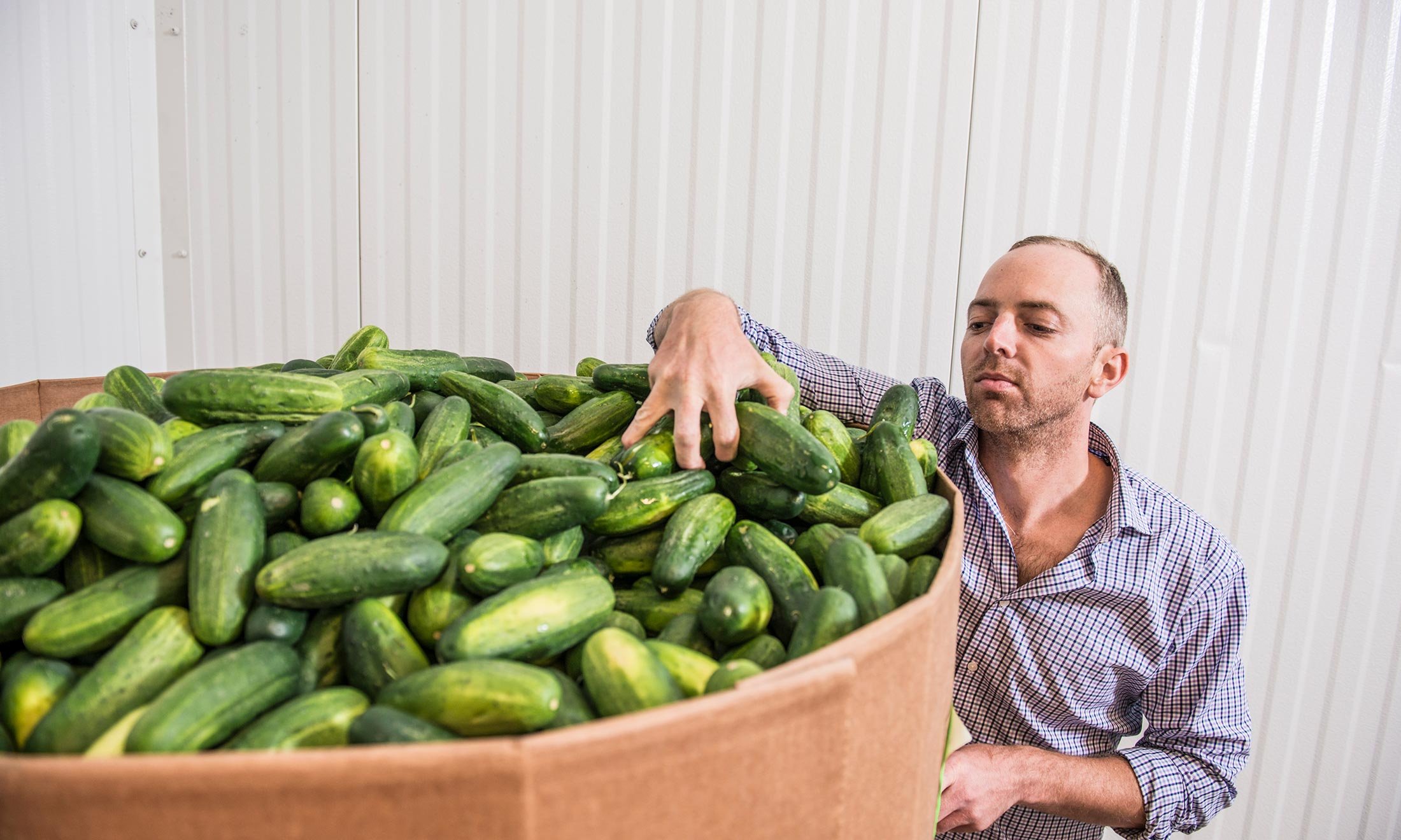 Joe McClure grabs a handful of cucumber's in the McClure Pickles warehouse