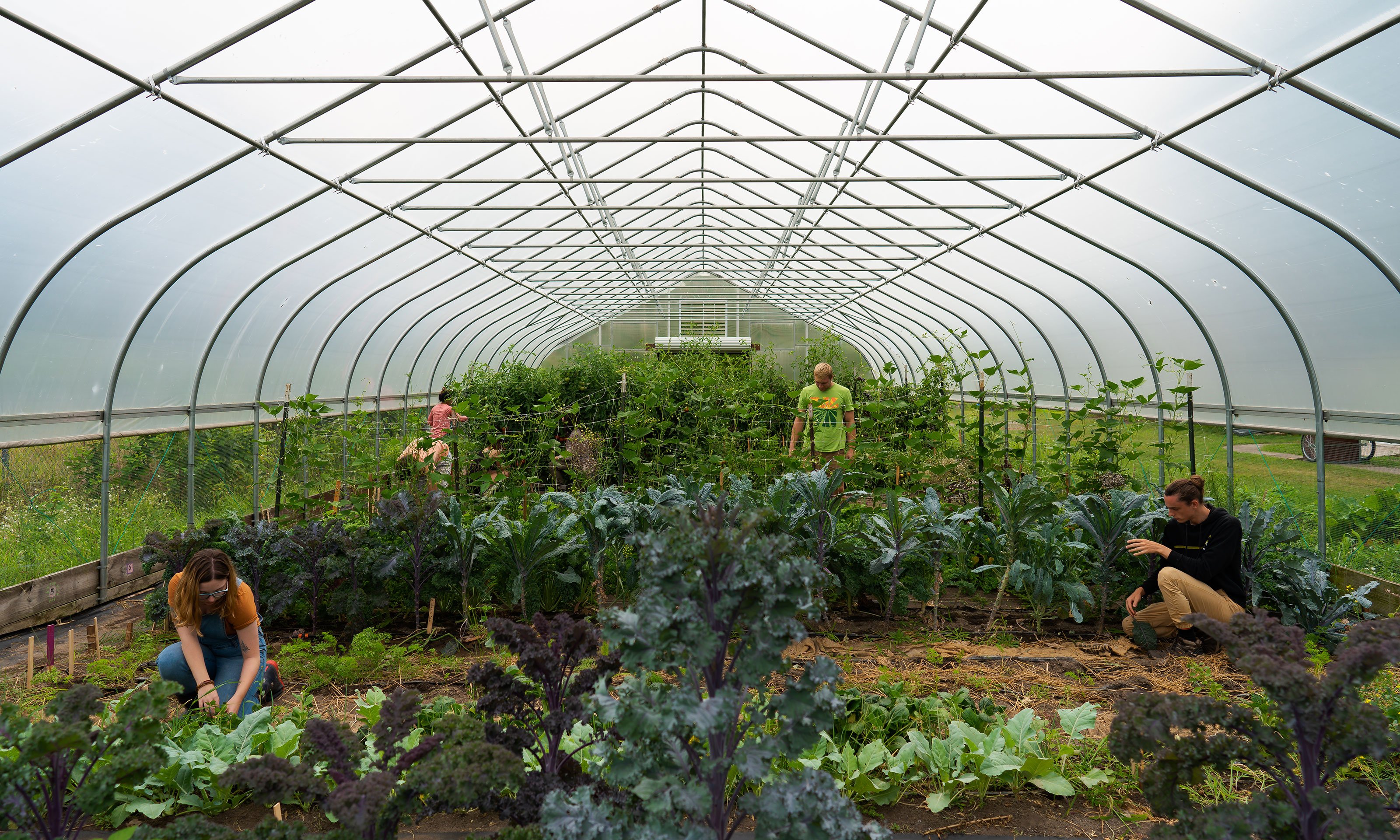 A wide view of the students in the greenhouse