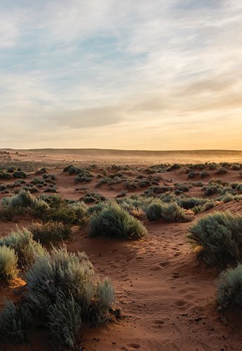 Desert landscape with brush