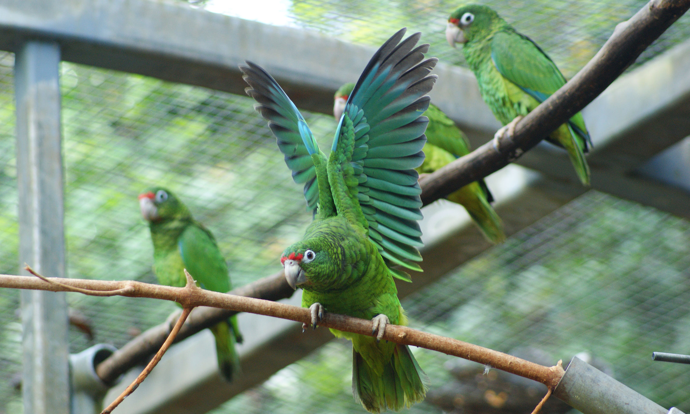 Puerto Rican parrots