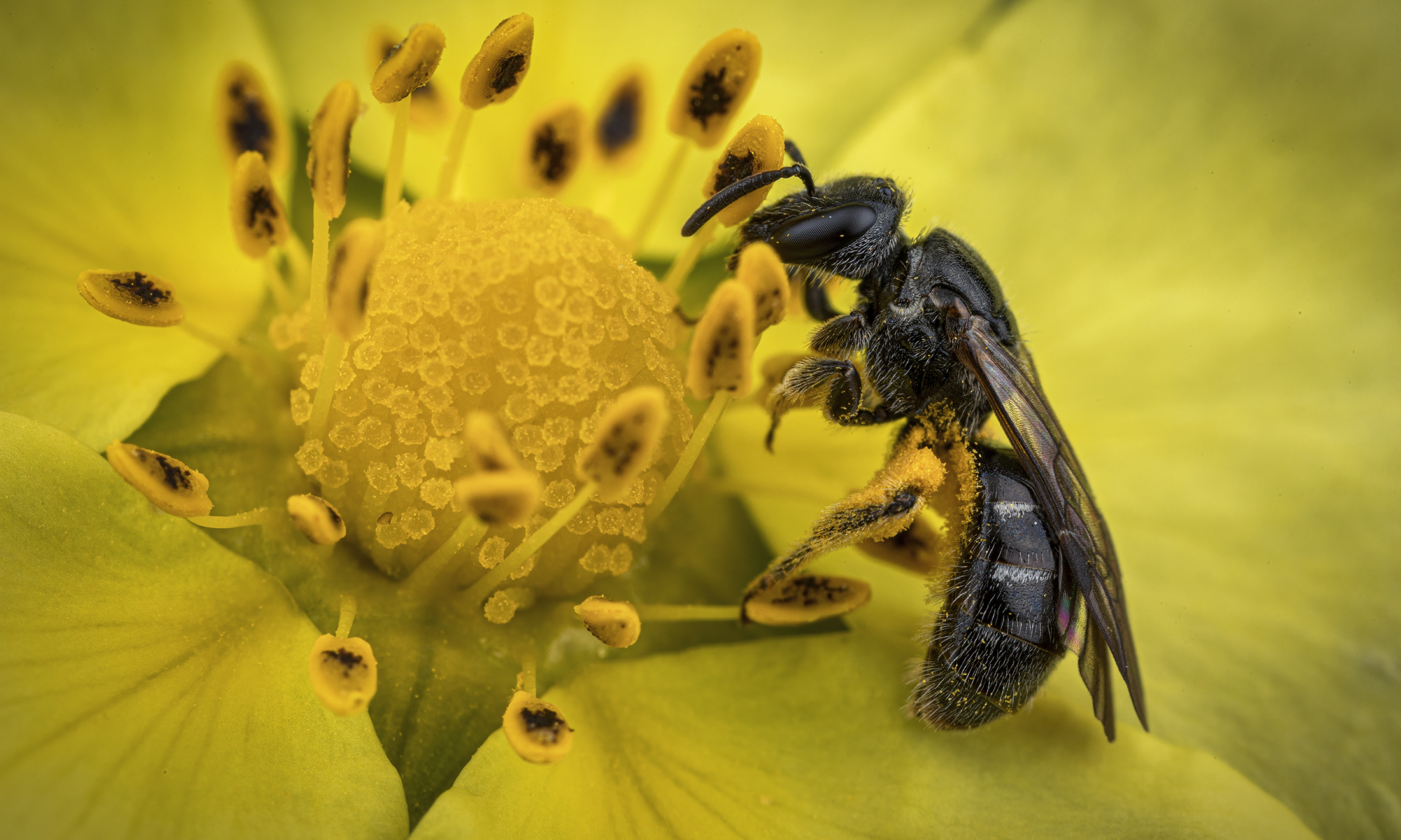 Pollinator Survey