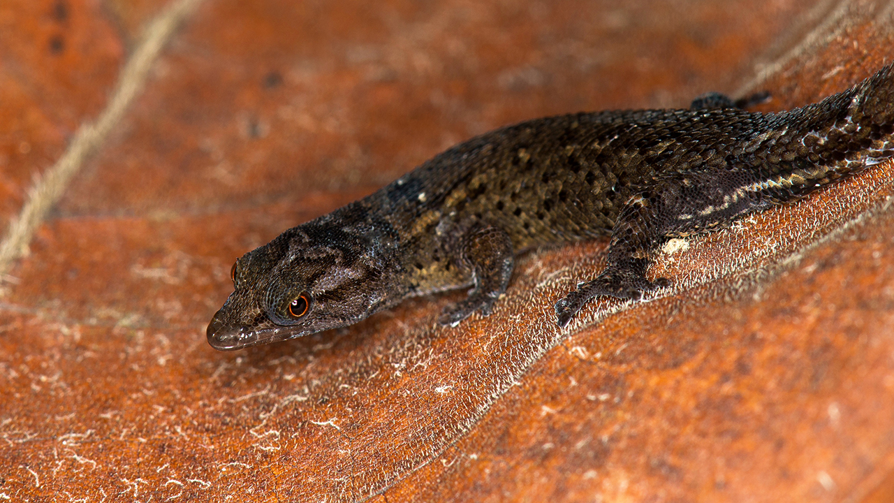 OU professor helps discover, describe new species of gecko in Puerto Rico