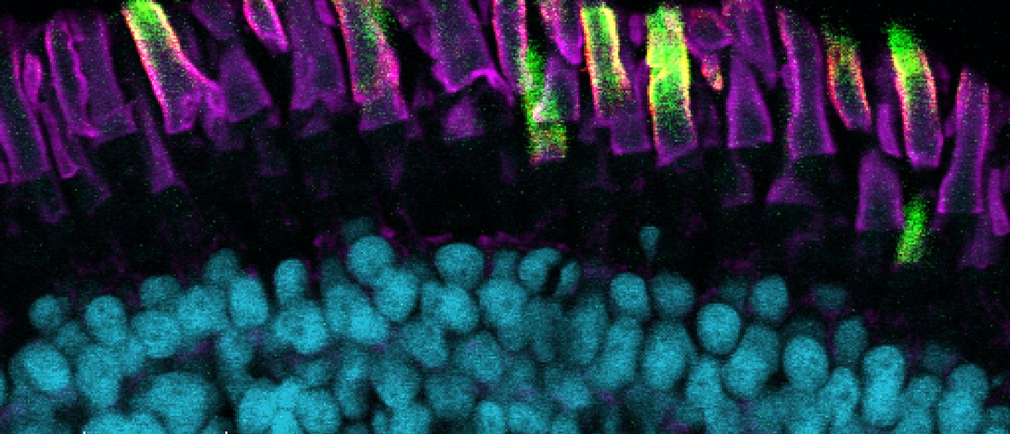 About the Research Office A cross section of eye tissue under a microscope.