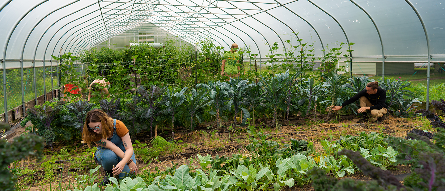 People working with plants in a greenhouse.