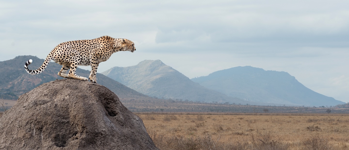 A cheetah standing on a rock