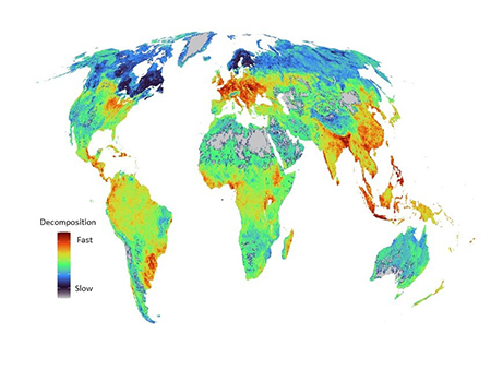 Decomposition rate map