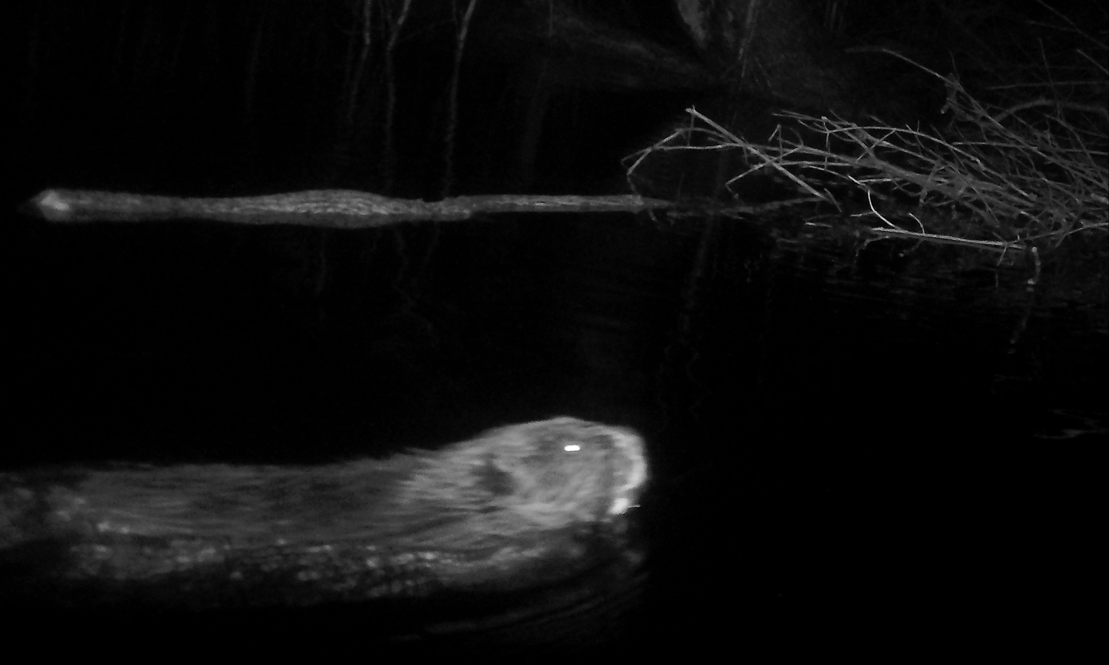 Beaver in OU Preserve