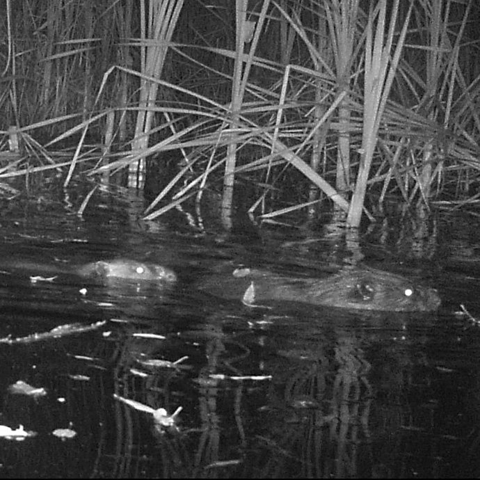 Trail cam photo of beavers