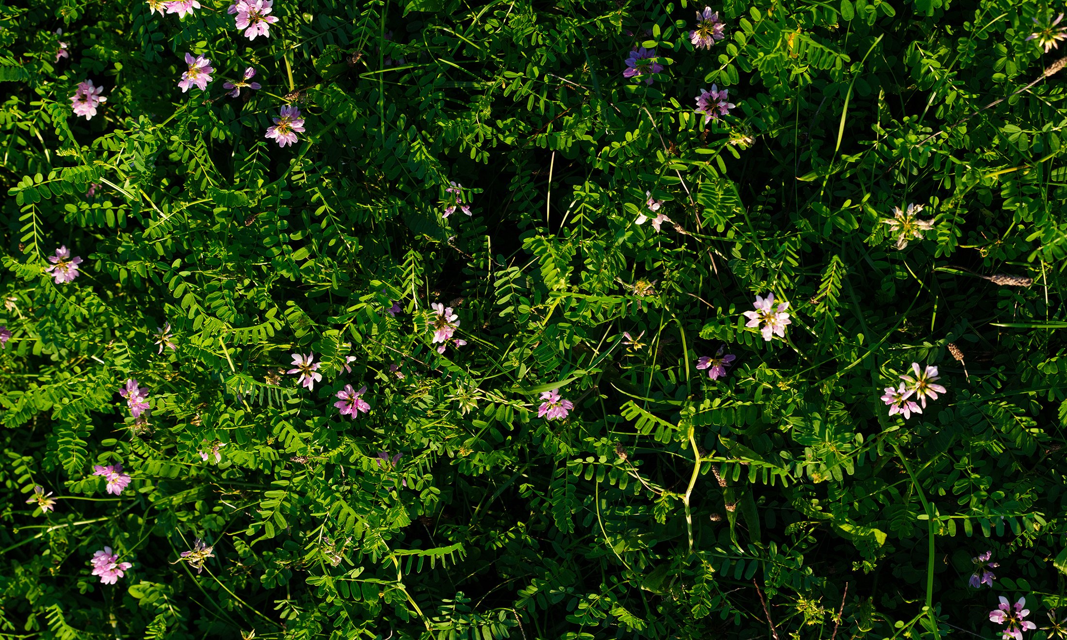 image of plants with flowers