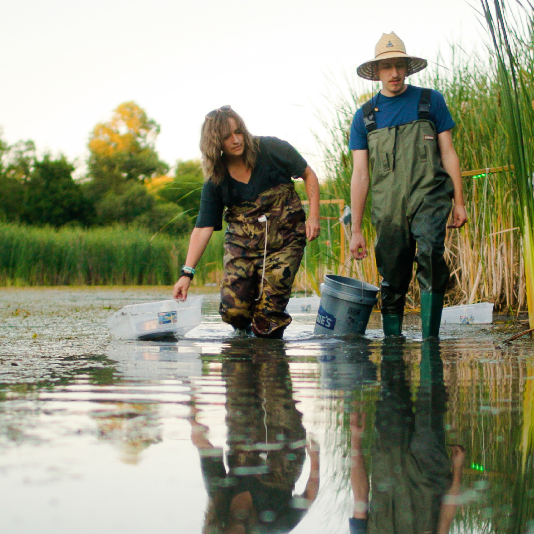 Two people collecting samples in water at the Bio Preserve
